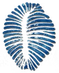 kauri